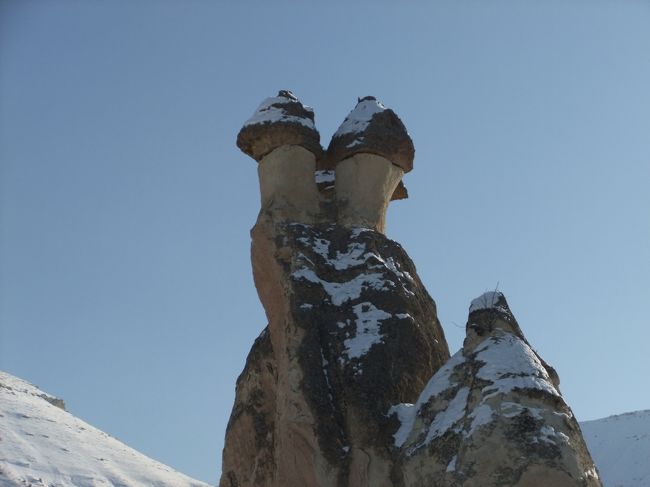 完全にキノコ。