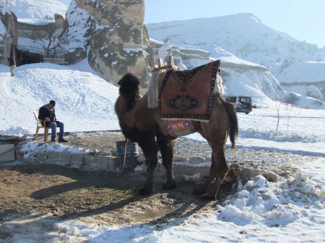 ラクダもいる。<br /><br />ここに来て急にトルコ感満載です。
