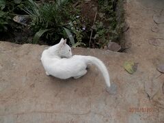 井戸を見ていたらやってきた真っ白な猫。