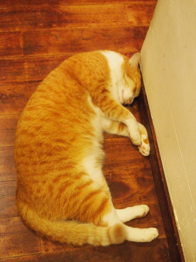 看板猫・・・<br /><br />もぉ、気持ちよさそう！