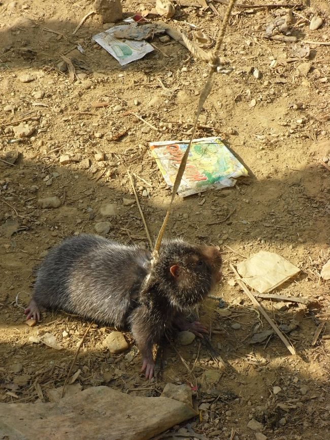 ペット２号？あるいは商品？<br /><br />謎の生き物。結構、鳴いてました。