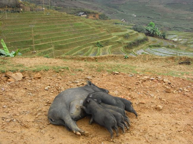 豚のお母さん、子育てで大変。