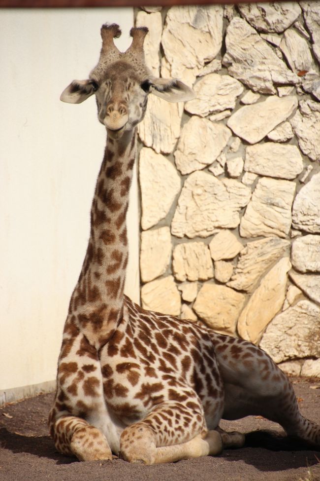 新春 東海道新幹線に乗って静岡市立日本平動物園へレッサーパンダ詣 4 ふれあい動物園にヘビがいるのは今年の干支にふれあうため さまざまな動物たち 後編 静岡市 葵区 駿河区 静岡県 の旅行記 ブログ By まみさん フォートラベル