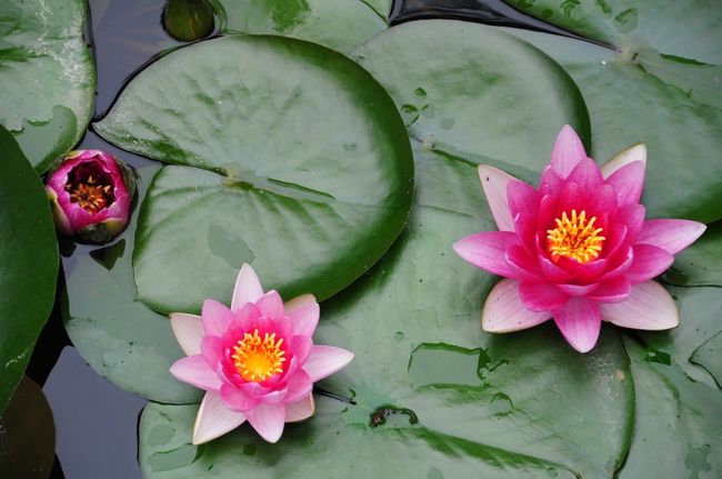 家でだらだらしていたので、午後2時ごろ自宅を出発。<br /><br />私の住んでいるマンションには池があり、夏ごろになると蓮の花が咲き始めます。