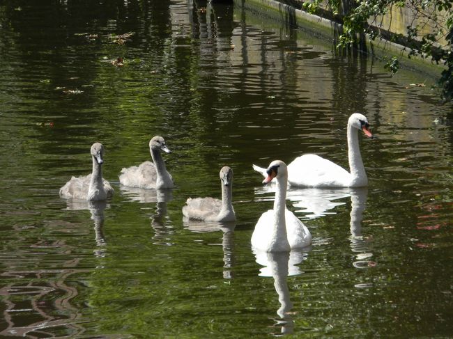 この日はアムステルダムのヨルダン地区の野外マーケットへ行くため、外側に向かって歩いています。水路で野生の白鳥に遭遇！！