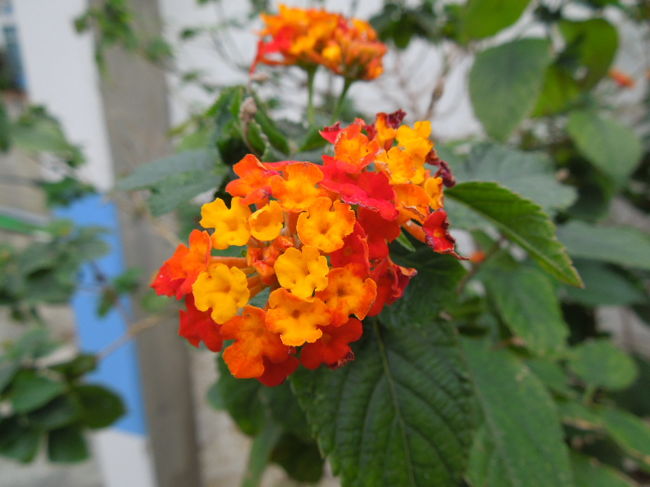 さらに鮮やか！！