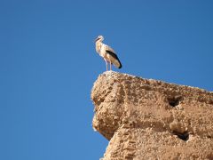 やっとの思いでたどり着いたエル・バディ宮殿。

ここは、またしてもコウノトリの巣と化していた。
もともと、この場所はサアード朝の王の宮殿で、ムーレイ・イスマルによって破壊され、今はその残骸が残る廃墟となっている。

まさにその通りの場所。
