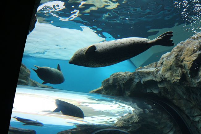 しながわ水族館 イルカの能力にびっくり 大森 大井町 東京 の旅行記 ブログ By ニッキーさん フォートラベル