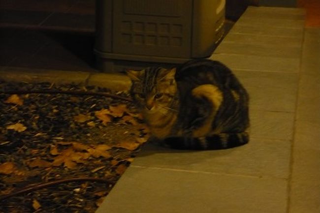 アルムサフェスで泊まった<br />ホテル　トリップ　アルムサフェスの入口にずーっと居た猫たち。<br />４匹いました。<br />なついちゃってて、情がわいてしまった＠＠