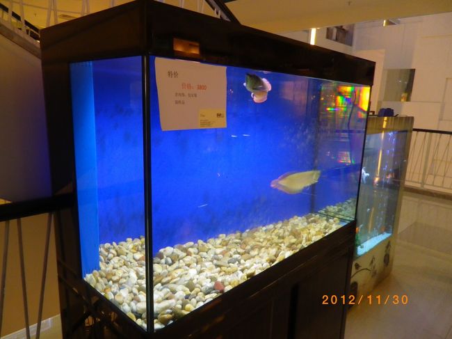 これも売り物でございます。　３,８００元 (約５万円）なり<br /><br />中の熱帯魚は売り場の者ではありませんので存じません。