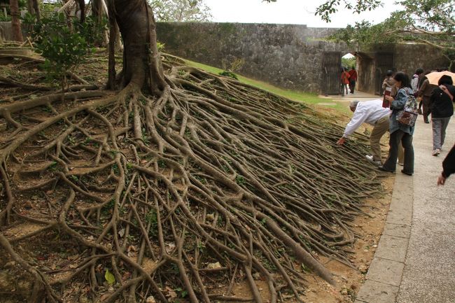 首里城の庭の中で、ちょっと変わった根だったので。<br />二日目は、あとはDFSと夜になってしまいましたがアウトレットの方まで足を伸ばしてきました。