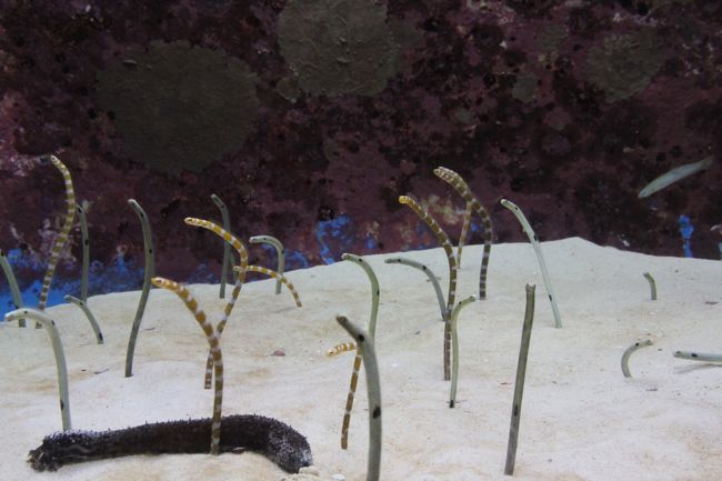 地面から生えているみたいな