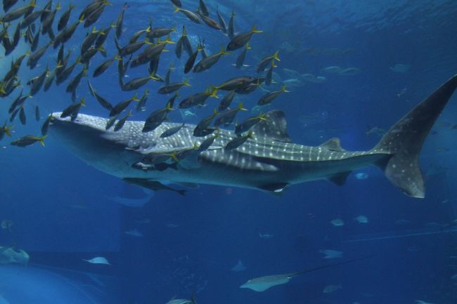 ジンベイザメは３匹いましたね