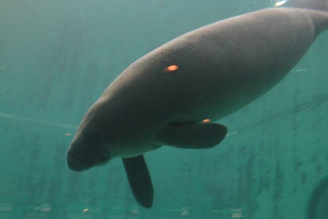 別のところには、マナティが