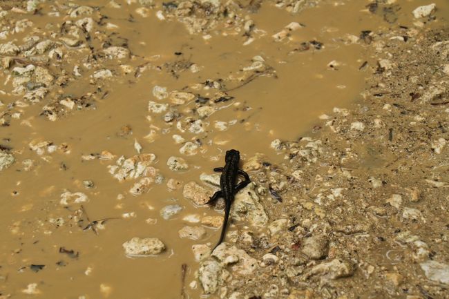 やもり（いもり？）も普通に歩いてます。