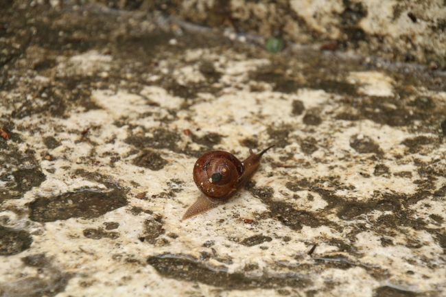 でんでんむしも久しぶりです。