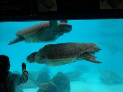 海洋博公園でウミガメの水槽です。
ウミガメ大きいですね。