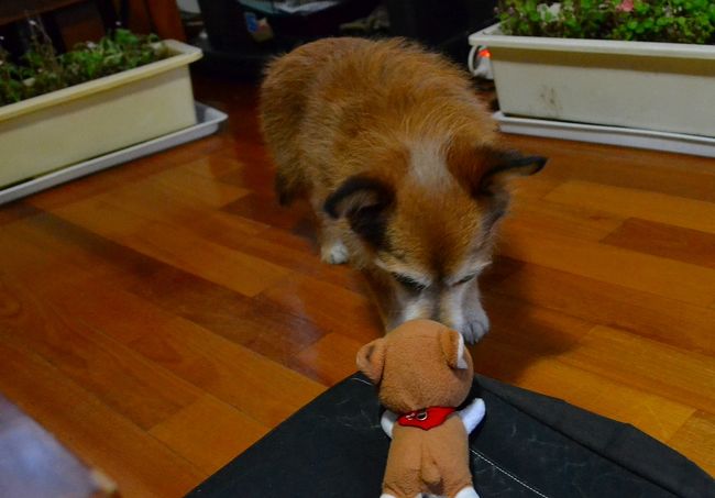 一緒に遊ぼうよ。<br /><br />遊んでくれて、ありがとう。<br />