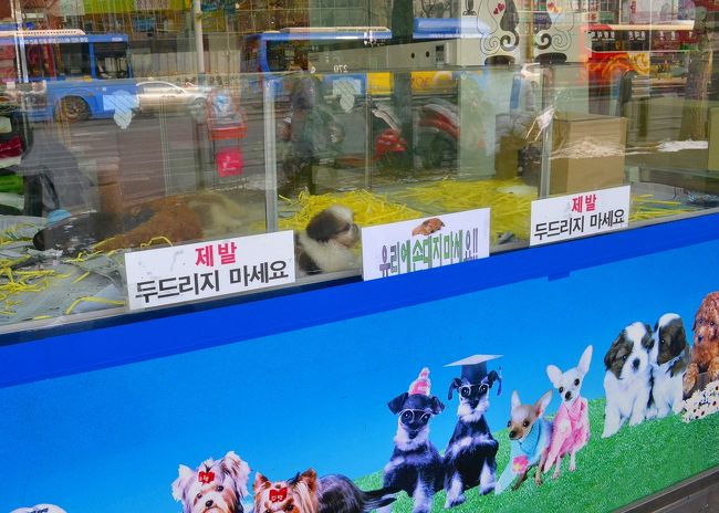 おや？ペットやさん？<br /><br />柴はいるかワン？<br />