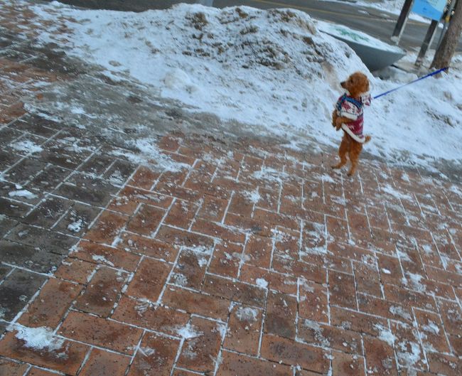 犬が立っていた。