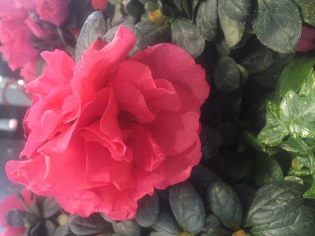 女友達一人はかえりましたが、<br /><br />もうひとりの友達とマリオットにチェックインします。