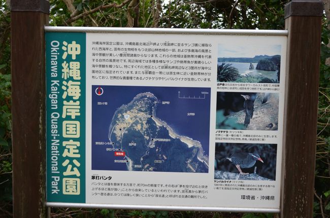 辺戸岬近くにある「茅打ばんた」へ<br />国道から登る道の途中でやんばるくいならしき鳥を見かけました