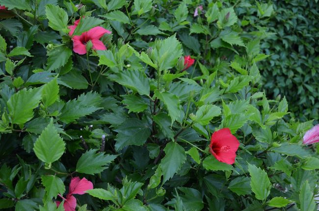 ３日目　午前中ホテルでゆっくりしてチェックアウト