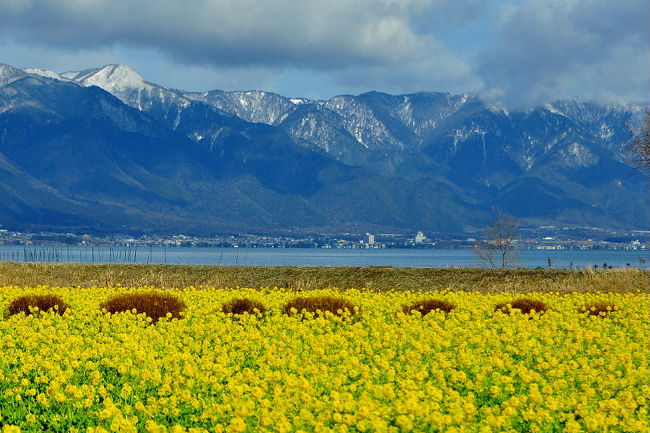 湖岸にある第一なぎさ公園では 早咲きの菜の花満開 13 守山 滋賀県 の旅行記 ブログ By 風に吹かれて旅人さん フォートラベル