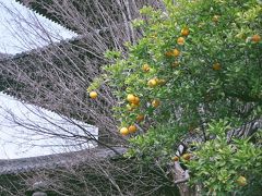 八坂の塔から三寧坂へ上がって行きます～、

橙が実を付けて、良いバランスの景観に成ってます。