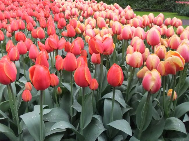 どこを見てもチューリップ