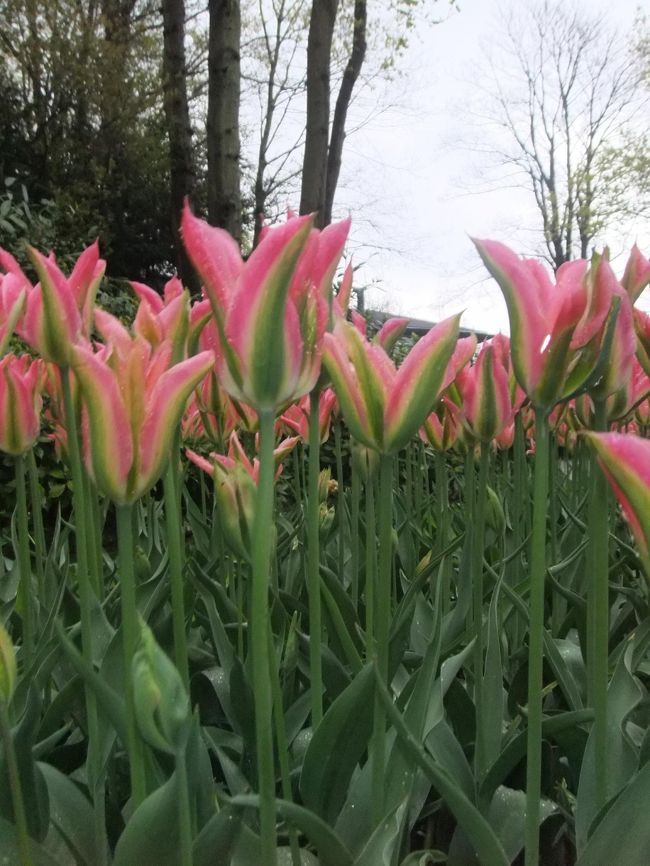 どこを見てもチューリップ