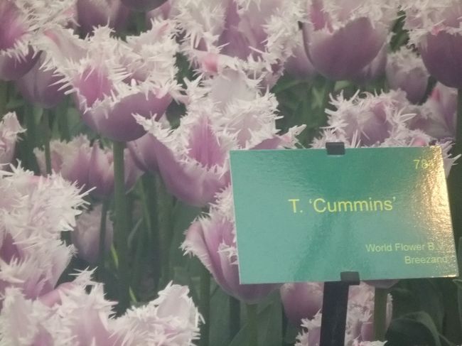 このチューリップ好きです。