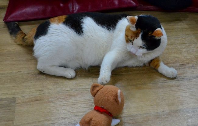 猫と遊んだワン。<br /><br />でも、ボクのことを、めちゃくちゃ怖がっていたワン。。。<br /><br />（無表情な猫だと思われたかなぁ。。）