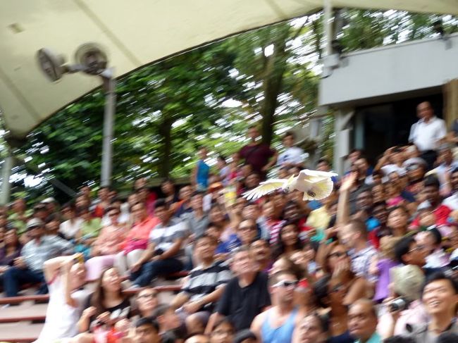 インコをはじめ