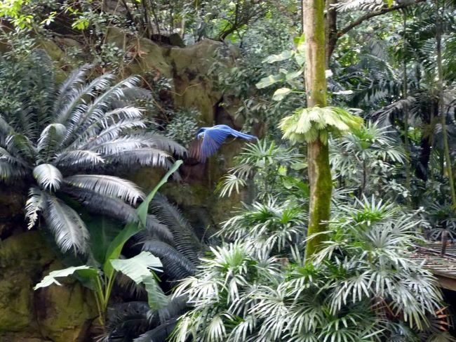 鳥たちのショー