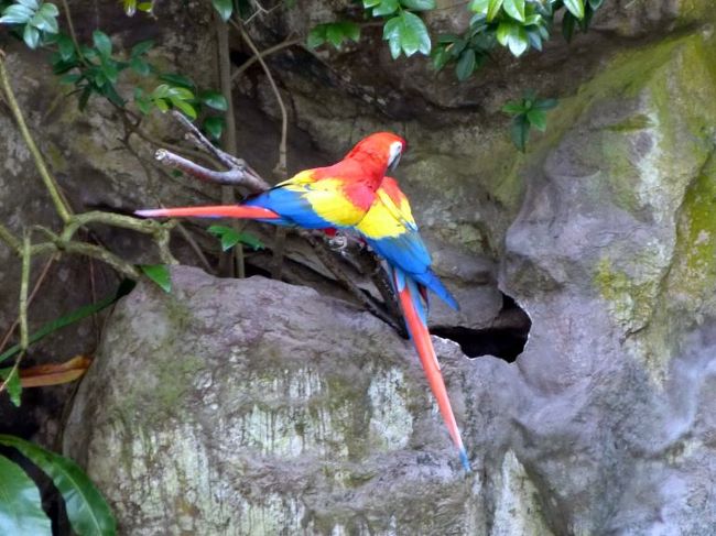 カラフルなインコもショーに登場