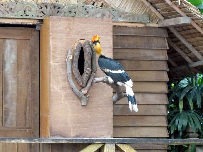 巣に入れてもらいます<br /><br />写真の枚数が５０枚に達しましたのでその２に続きます