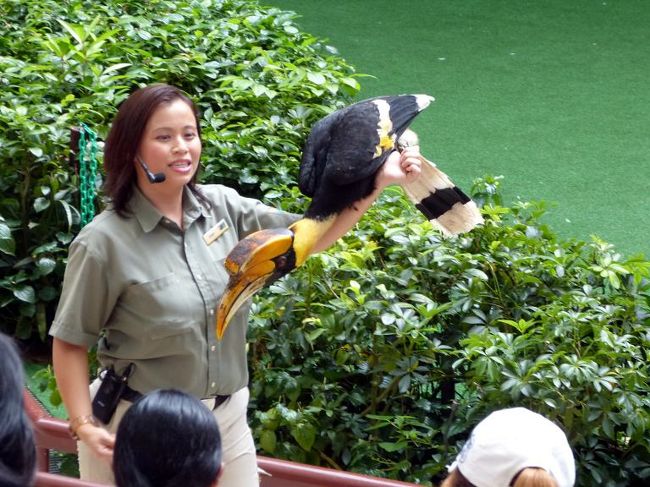 兜をかぶった様なオオサイチョウ