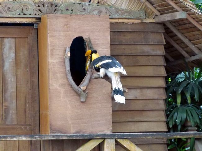 巣に向かいます