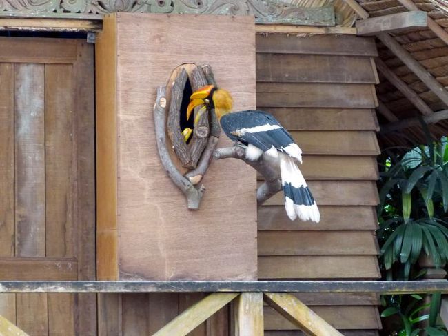 もう一羽のオオサイチョウがやって来てご機嫌伺い