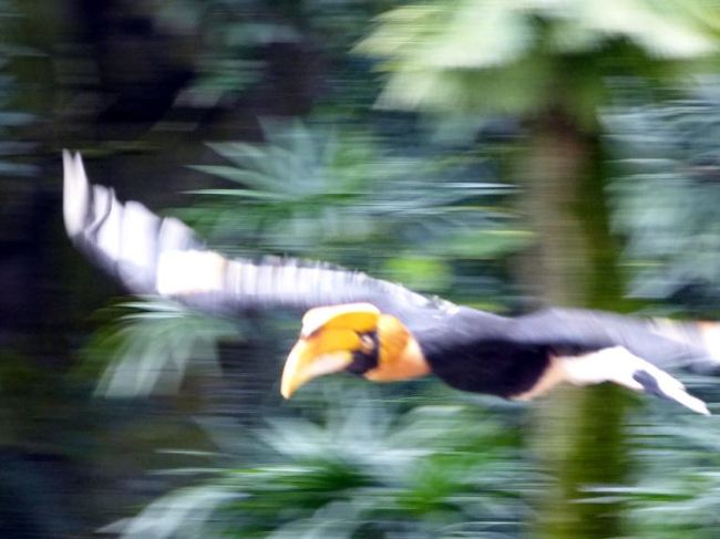 飛び立ちエサを咥え