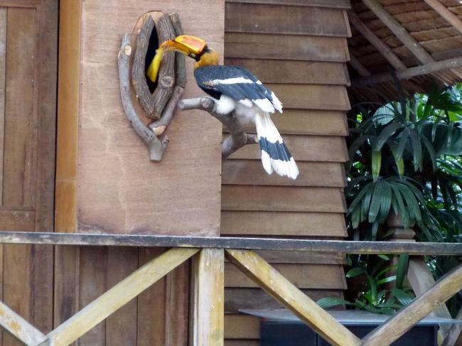 再度巣に帰って口移し