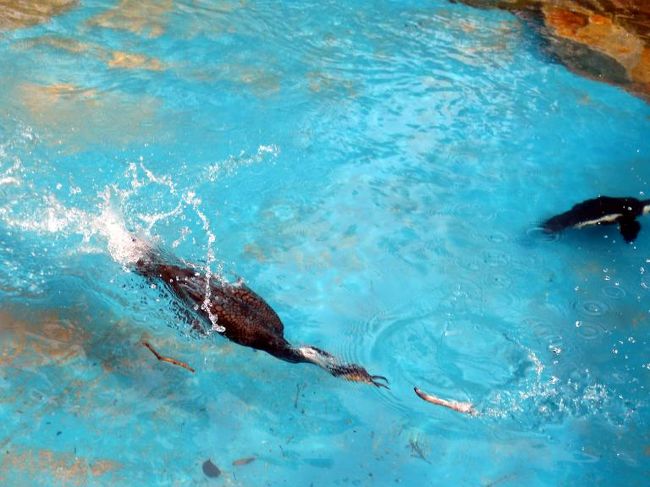 満遍なくエサが行き渡るように