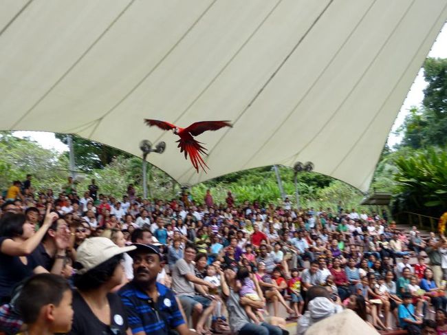 続いてベニコンゴウインコが登場し