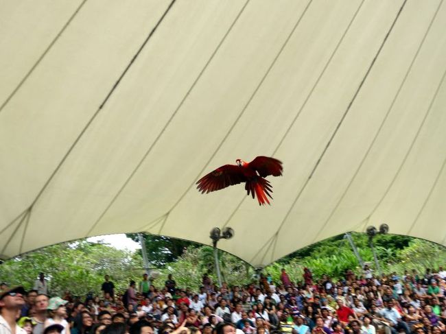 会場の上を飛翔し