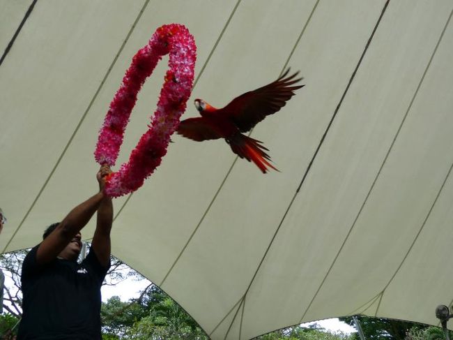 観客の持った輪をくぐる