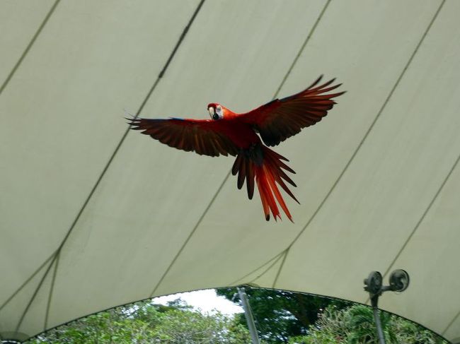 美しい羽根を披露し