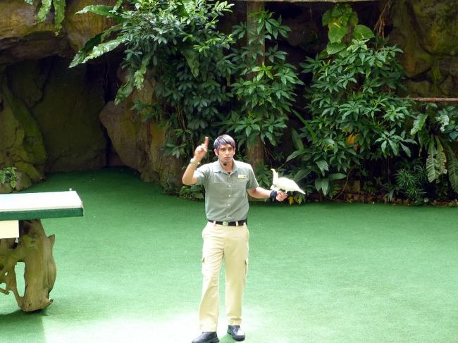 続いて白いインコが登場し