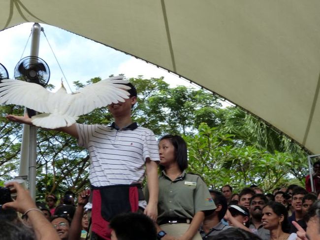 大きな羽根を広げてとまり