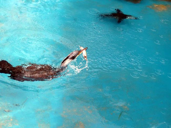 鳥たちの顔を見ながらのエサやりです